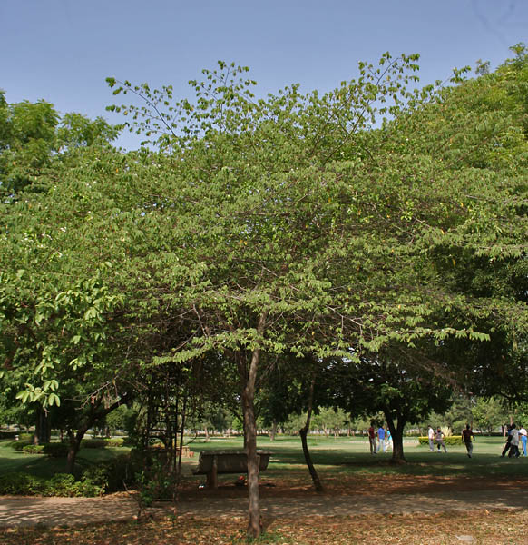 singapur_cherry_muntingia_calabura_tree_in_secunderabad2c_ap_w_img_6651